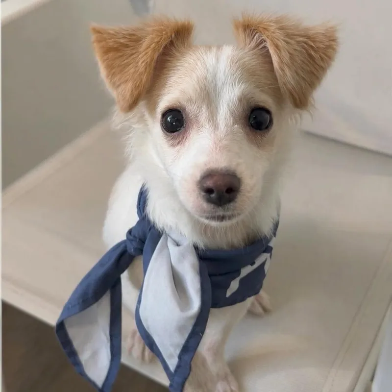 A baby small-sized male White / Cream Chihuahua dog named Cannoli for adoption in Tampa, FL