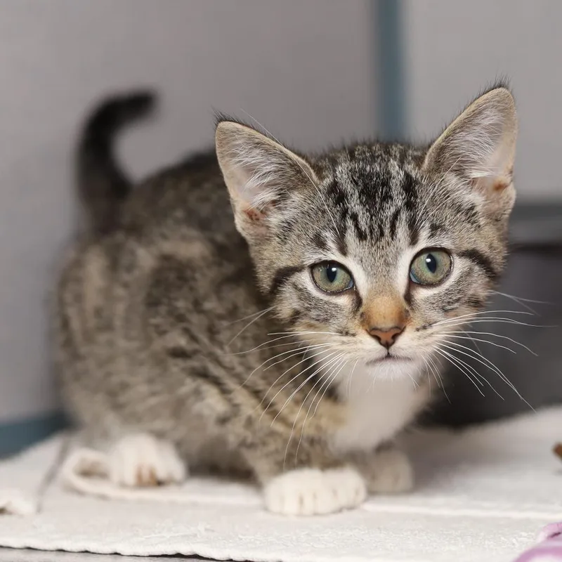 A baby small-sized female Brown / Chocolate Domestic Short Hair cat named Keons for adoption in Evansville, IN