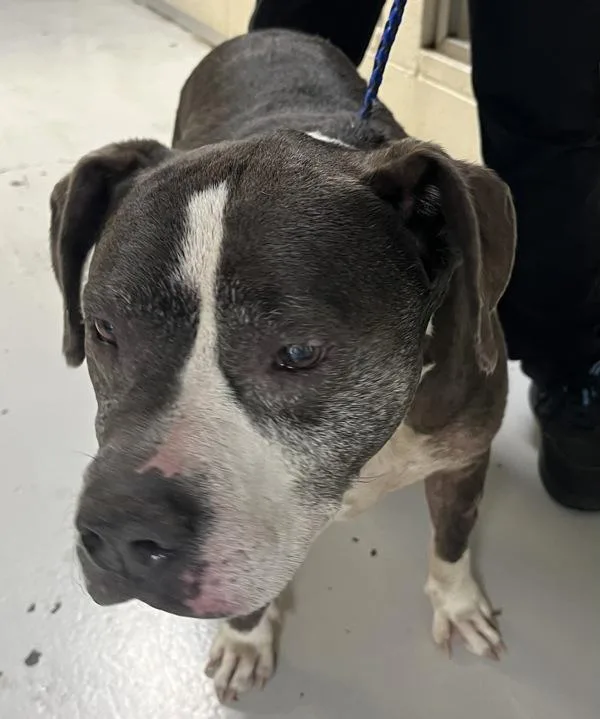 A senior large-sized female Pit Bull Terrier dog named Estee for adoption in Vancouver, WA