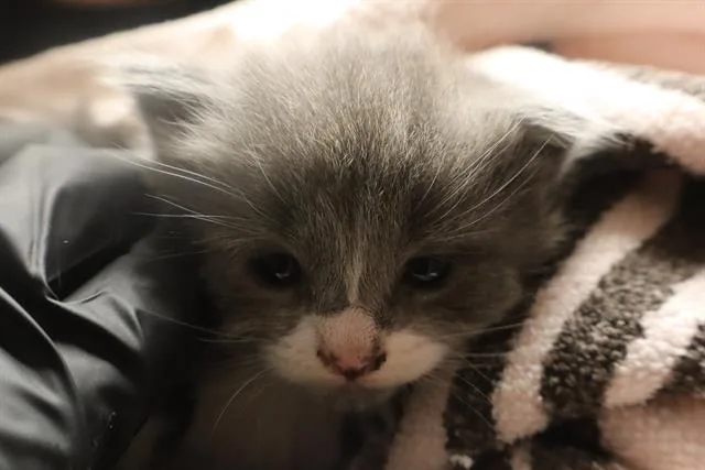 A baby small-sized male Domestic Short Hair cat named Dill for adoption in Columbia, SC