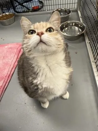 An adult large-sized female Domestic Short Hair cat named Mitsy for adoption in Mount Pleasant, IA