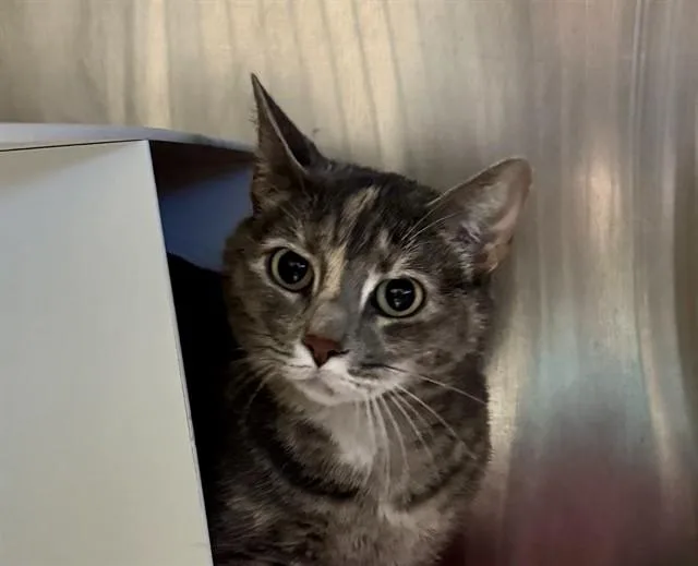 An adult medium-sized female Domestic Short Hair cat named Koriandir for adoption in Olathe, KS