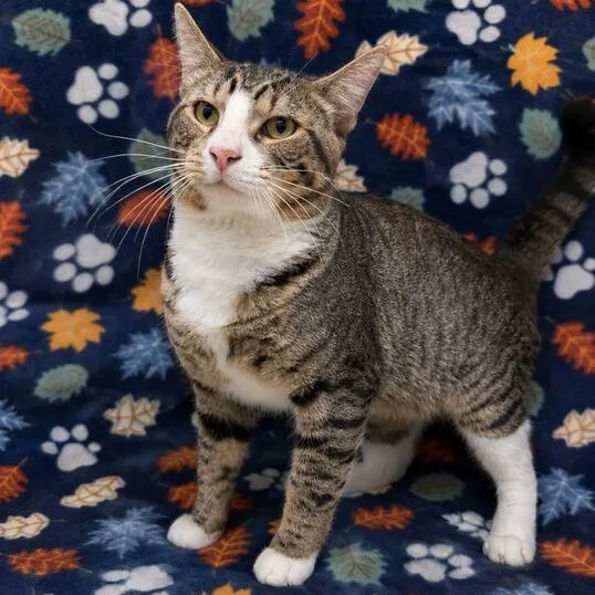 A young medium-sized male Tabby (Brown / Chocolate) Domestic Short Hair cat named Cosmo for adoption in Valdosta, GA