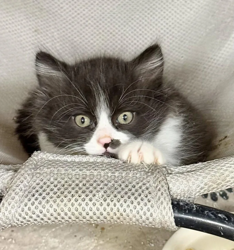 Cat  Harrison thumbnail 3