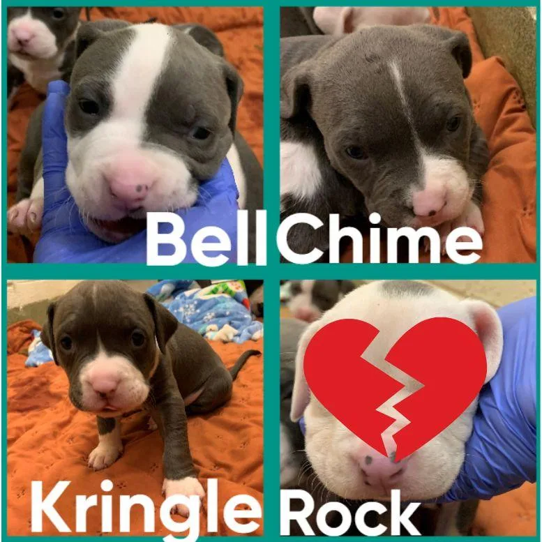 Mama Jingle thumbnail 2