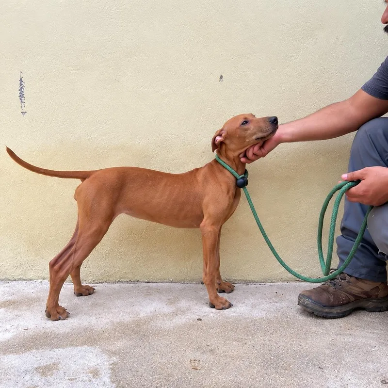 A young medium-sized female Hound dog named Fanny for adoption in New York, NY