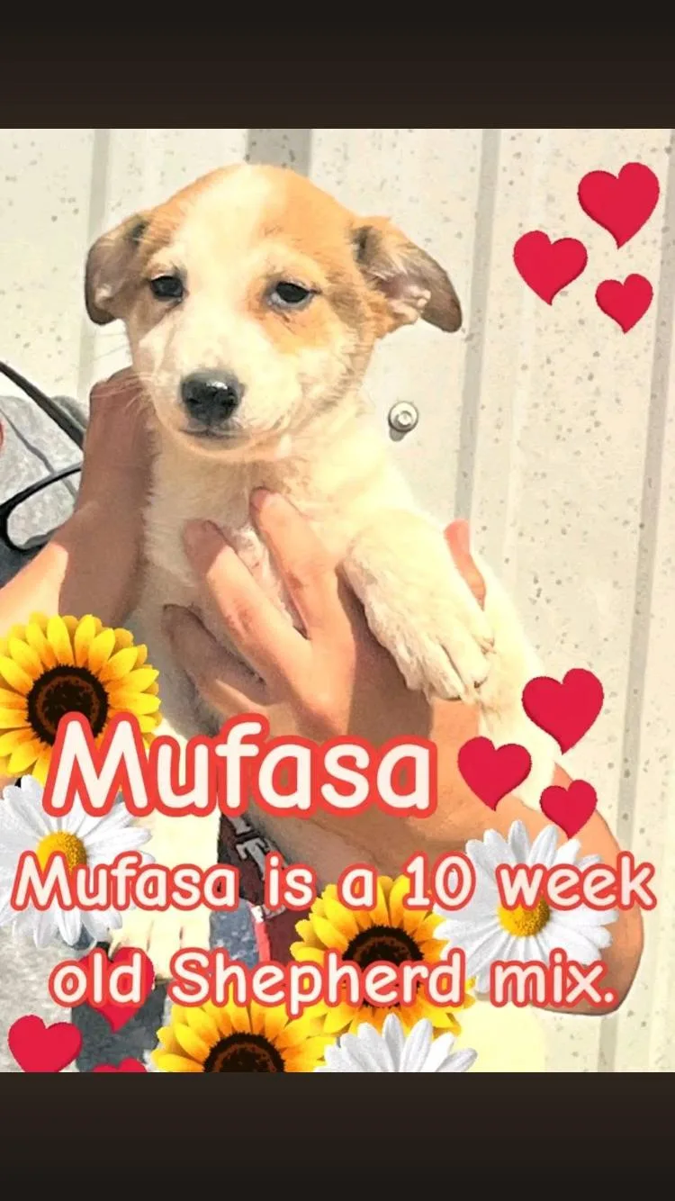 Mufasa