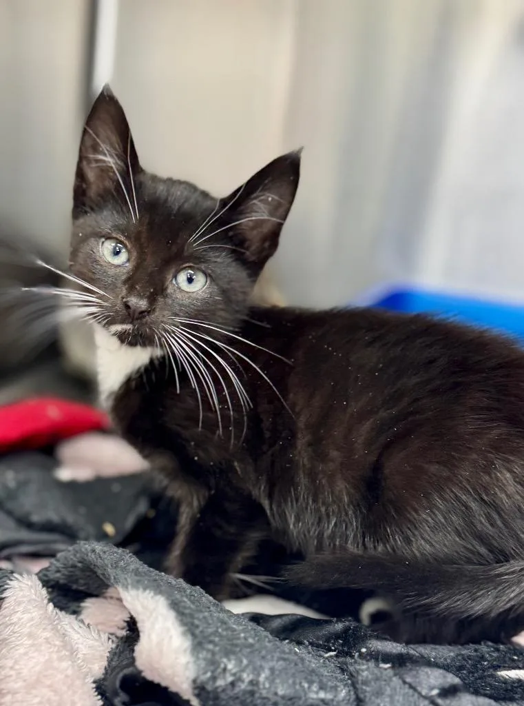 A baby medium-sized male Domestic Short Hair cat named Oliver for adoption in Danielsville, GA