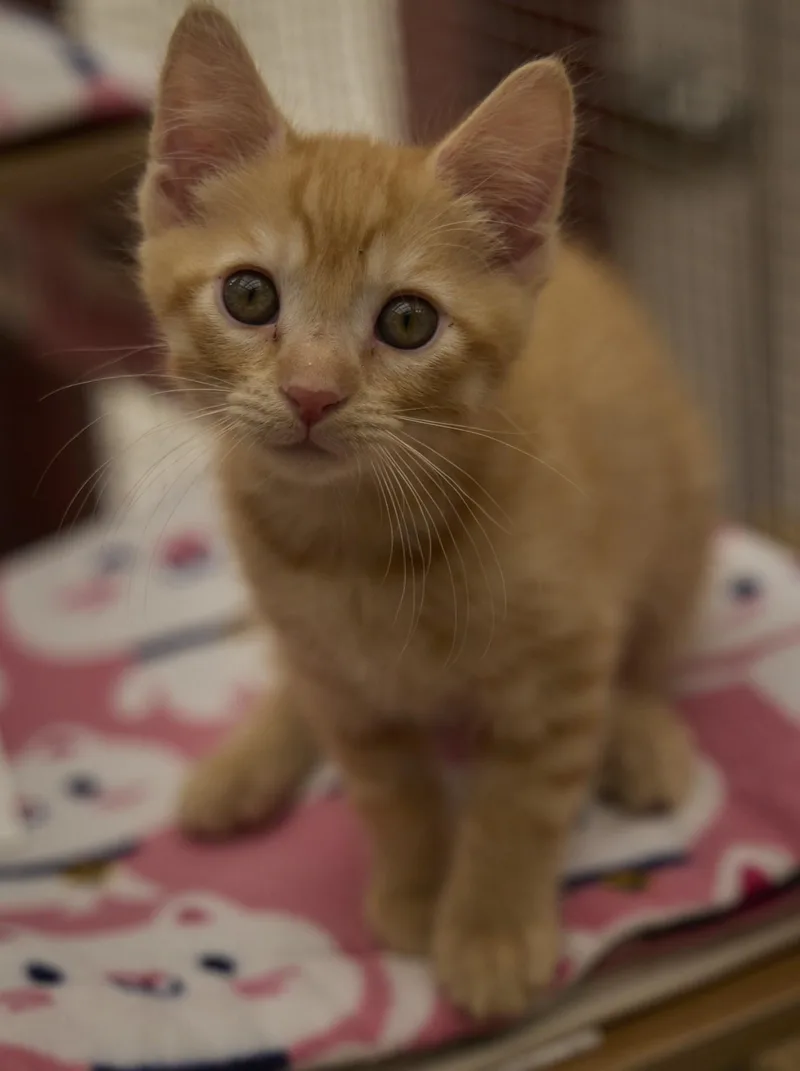 A baby medium-sized male Domestic Short Hair cat named Julius for adoption in Santa Barbara, CA
