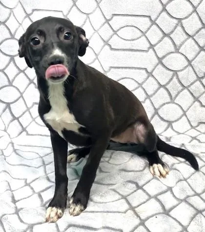 A baby medium-sized female Miniature Pinscher dog named Stacey for adoption in Elmira, NY