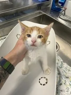 A baby small-sized male Domestic Short Hair cat named Draven for adoption in Haw River, NC