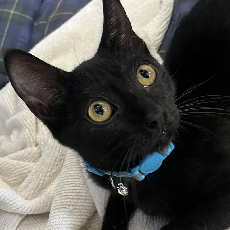 Stardust thumbnail 2