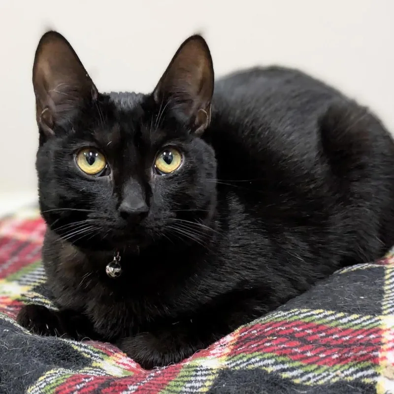 Stardust thumbnail 3