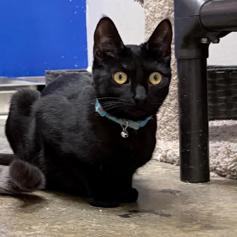 Stardust thumbnail 4