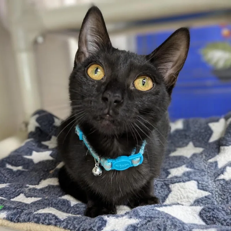 Stardust thumbnail 5