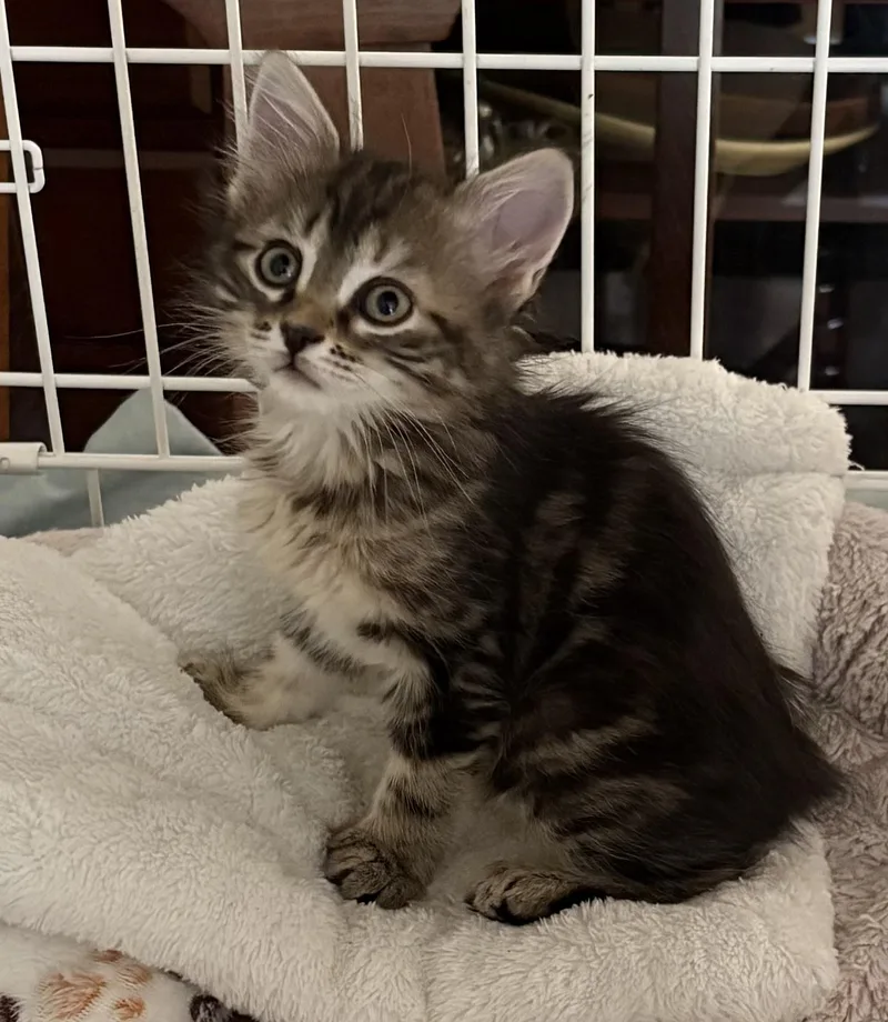 A baby medium-sized female Tabby (Buff / Tan / Fawn) Tabby cat named Endora for adoption in Roslyn Heights, NY