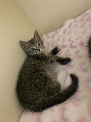 A baby small-sized male Domestic Short Hair cat named Forth for adoption in Chamblee, GA