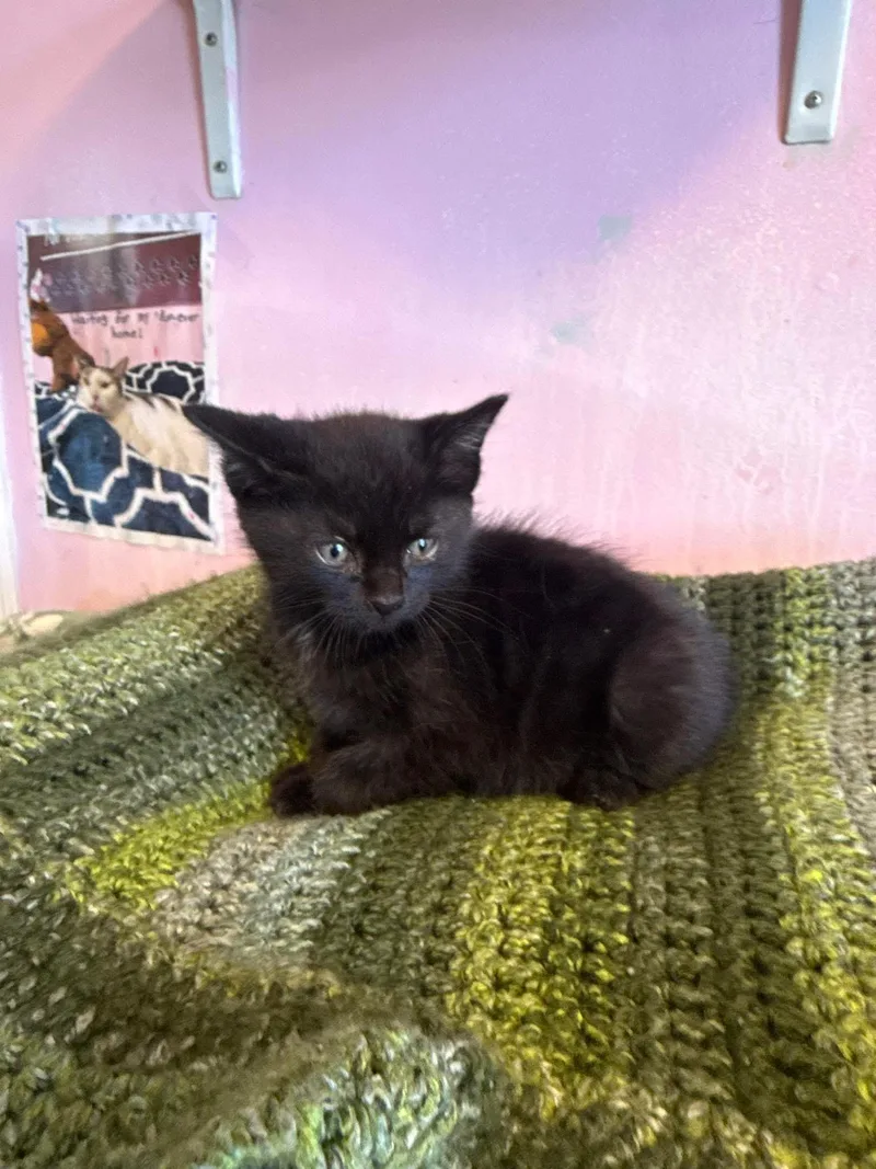 A young small-sized male Black Domestic Short Hair cat named Spongebob for adoption in Freeport, NY