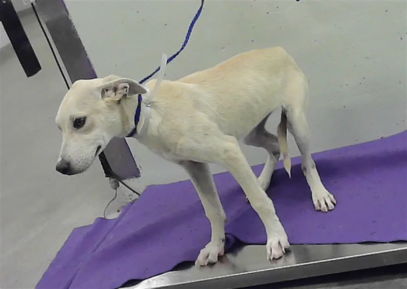 A young medium-sized female Labrador Retriever dog named Titi for adoption in Houston, TX