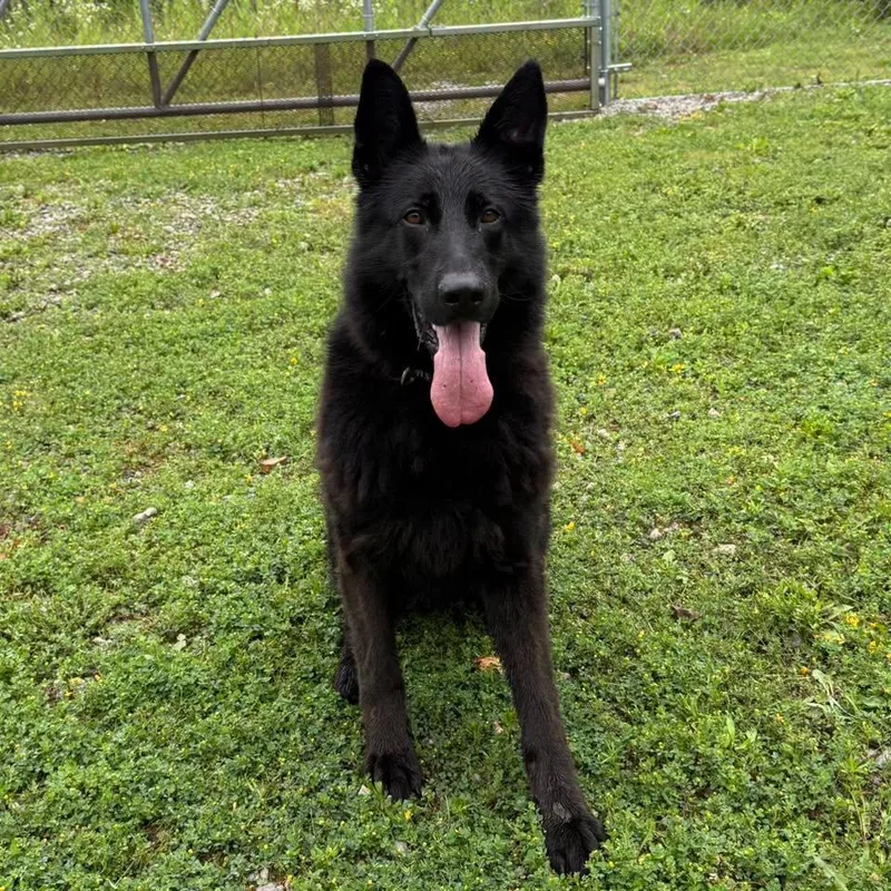 An adult large-sized male Black German Shepherd Dog dog named Duke for adoption in Cadiz, OH