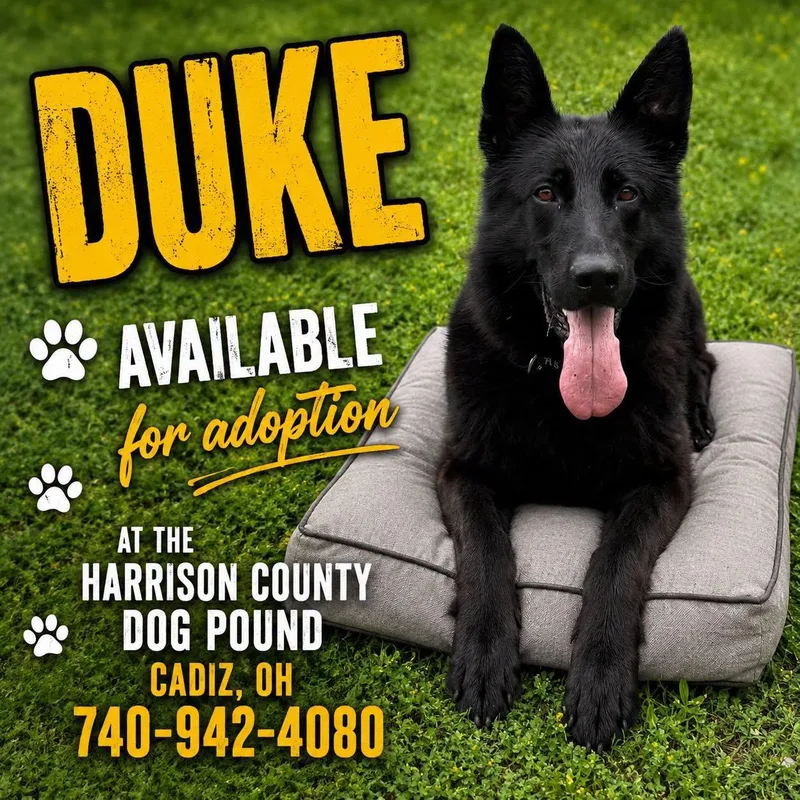 Duke thumbnail 3