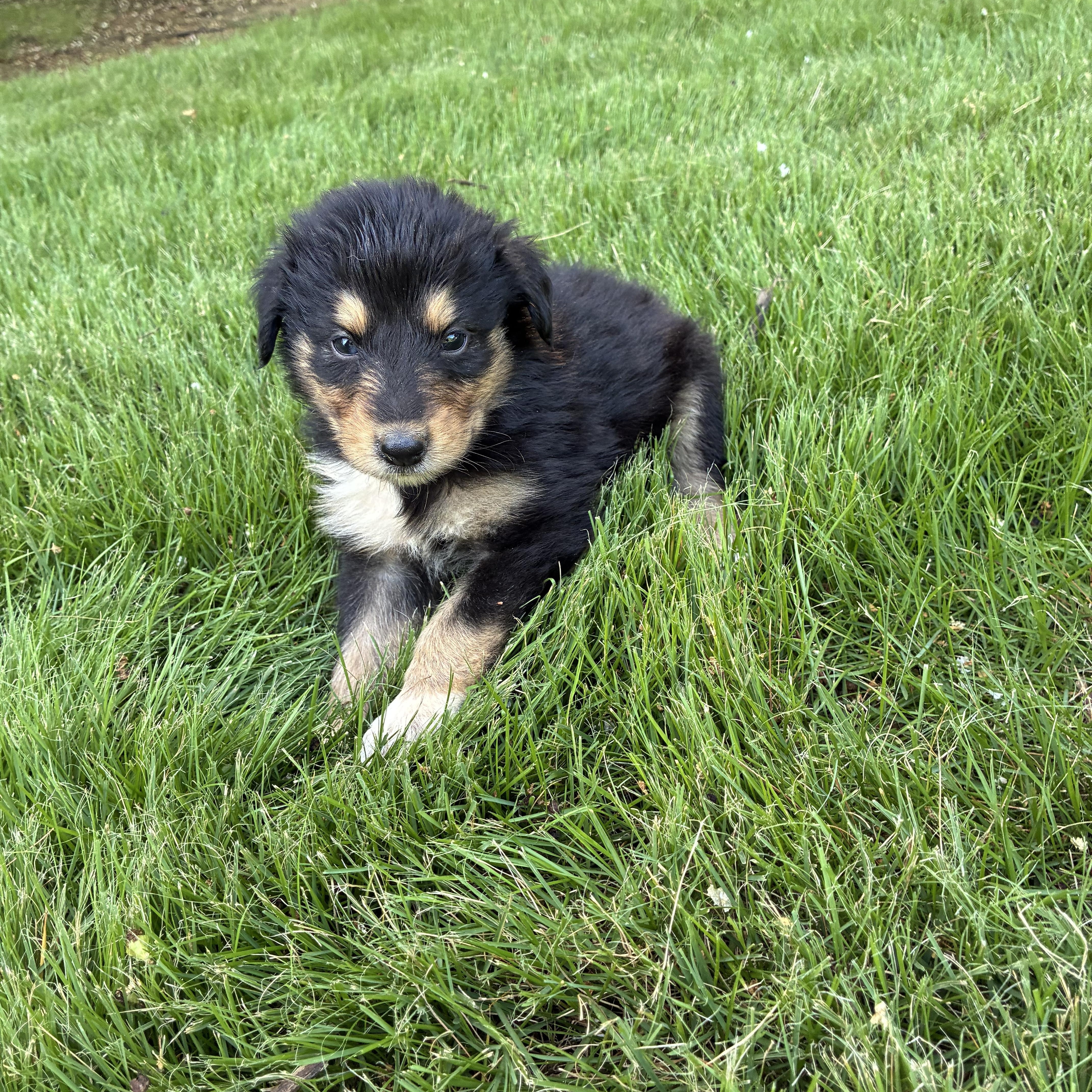 Tater