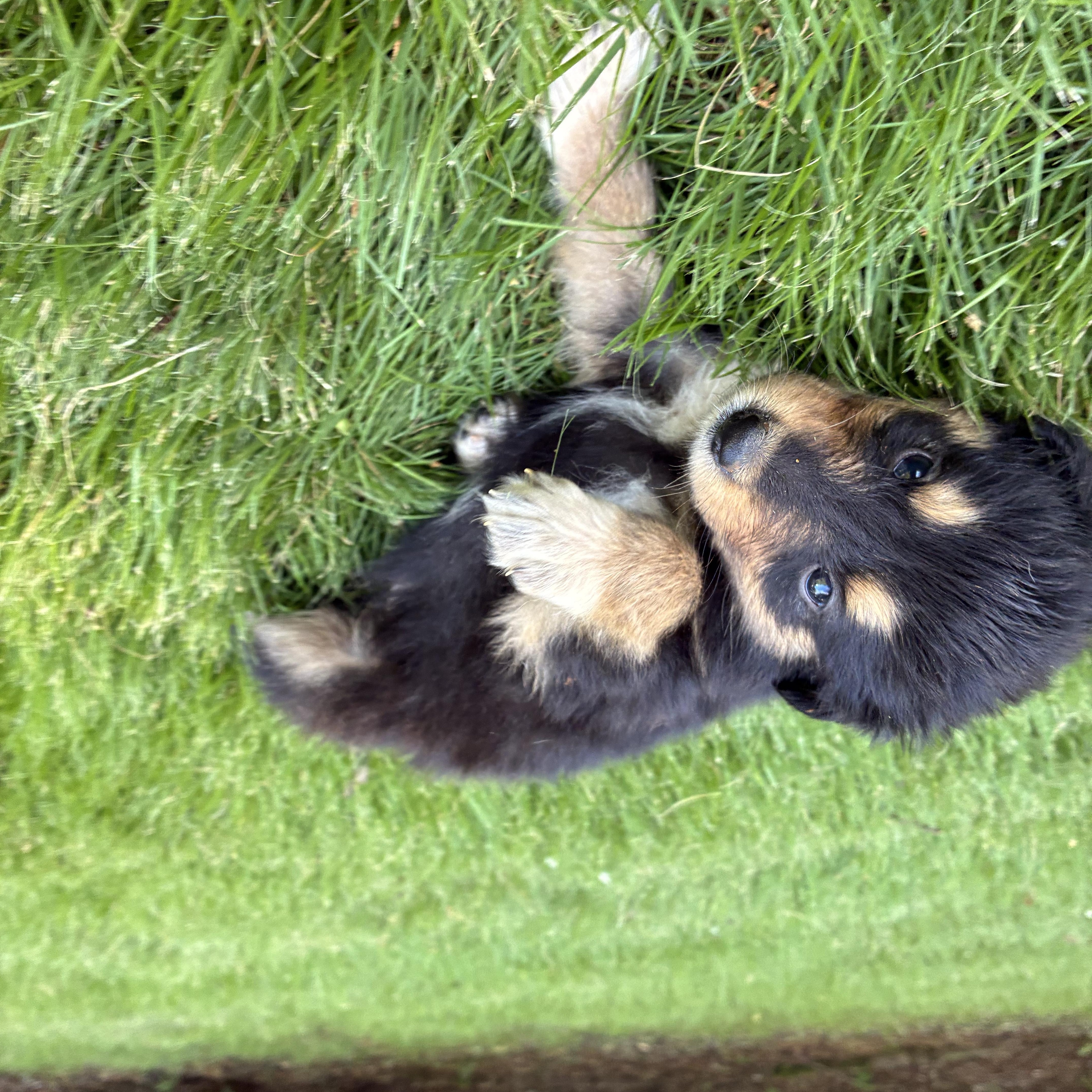 Tater thumbnail 4
