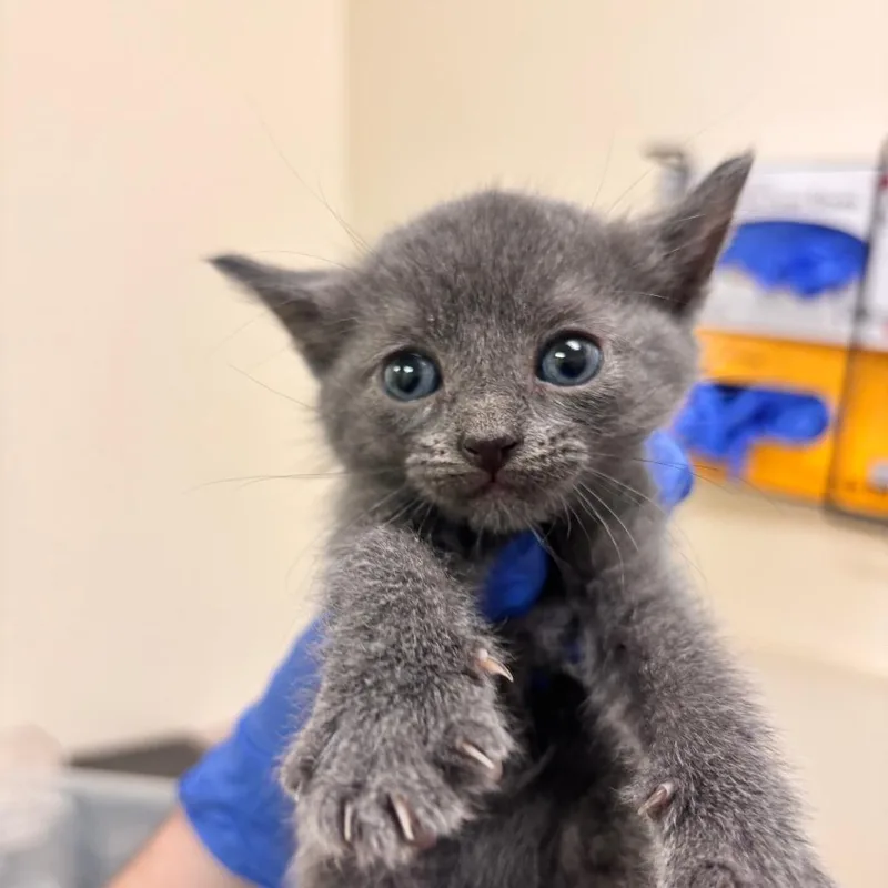 A baby small-sized female Gray / Blue / Silver Domestic Short Hair cat named Ren for adoption in Lynchburg, VA