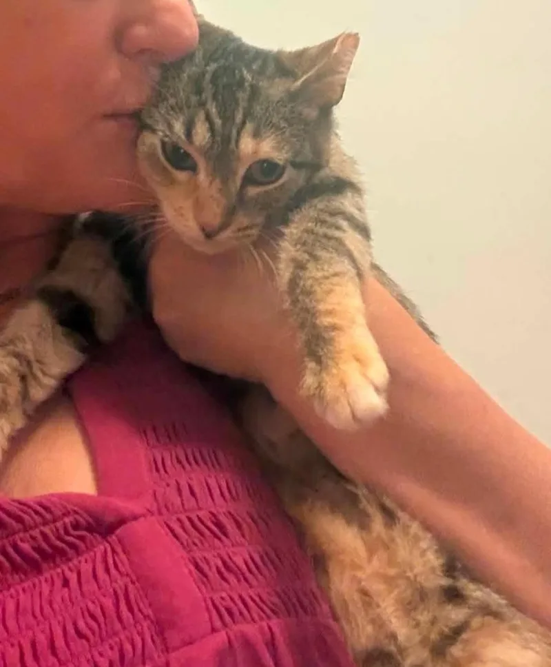 A baby medium-sized female Torbie Domestic Short Hair cat named Veja for adoption in Chicago, IL