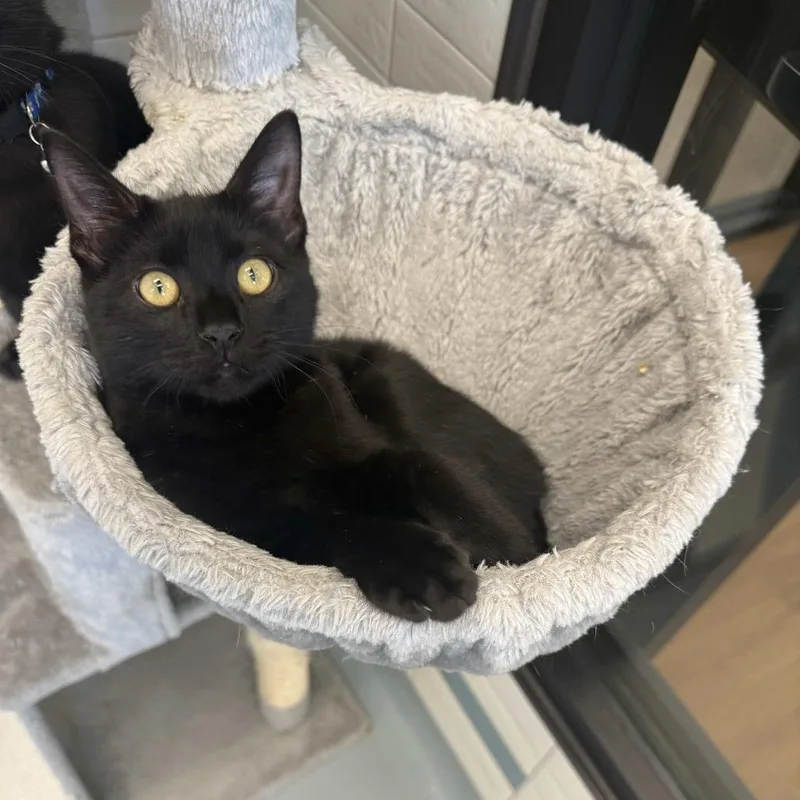 A baby small-sized male Black Domestic Short Hair cat named Outlaw for adoption in Beaumont, TX