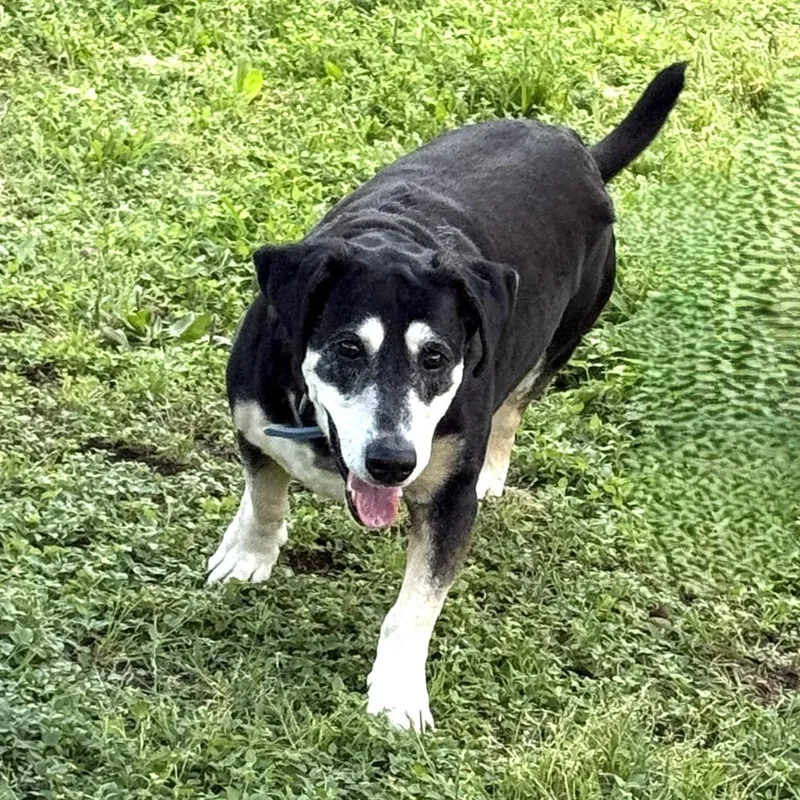 A senior medium-sized male Basset Hound dog named Georgie for adoption in Brenham, TX