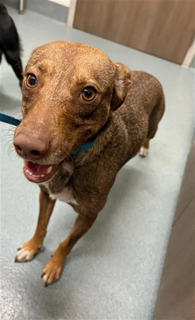 A young large-sized male Xoloitzcuintli / Mexican Hairless dog named Tequila for adoption in Baytown, TX