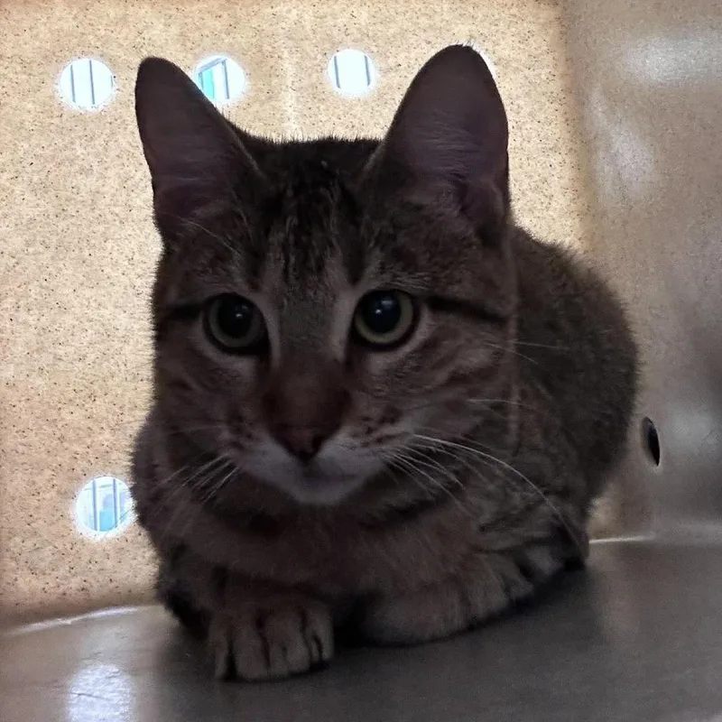 A senior medium-sized female Domestic Short Hair cat named Granola for adoption in Bastrop, TX