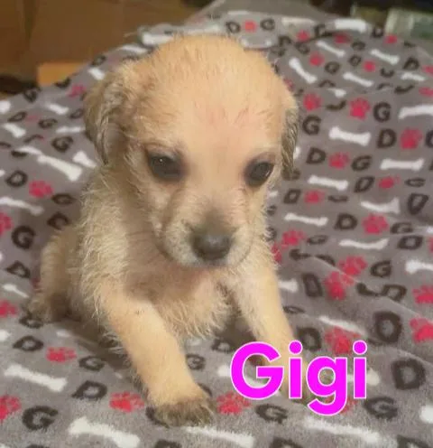 Gus thumbnail 3