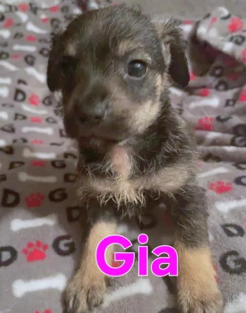 Gus thumbnail 6