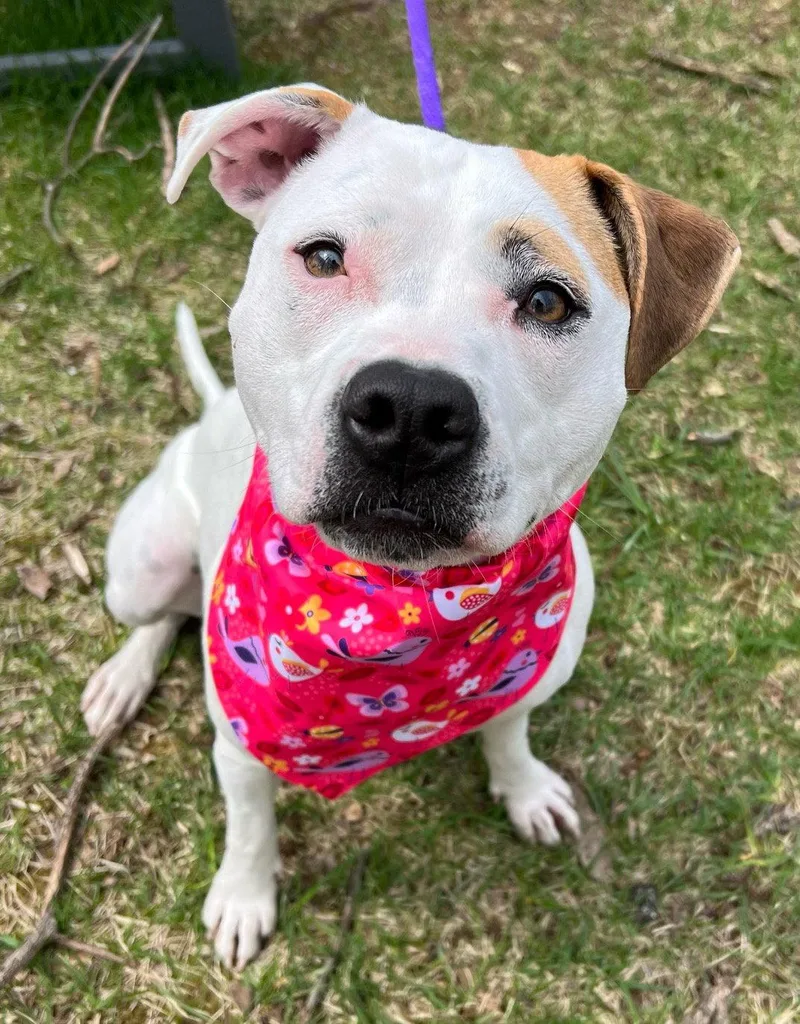An adult medium-sized female Pit Bull Terrier dog named Olive Mini Pittie for adoption in Rockaway, NJ