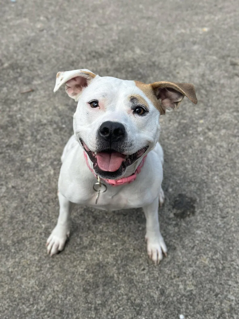 Olive Mini Pittie thumbnail 2
