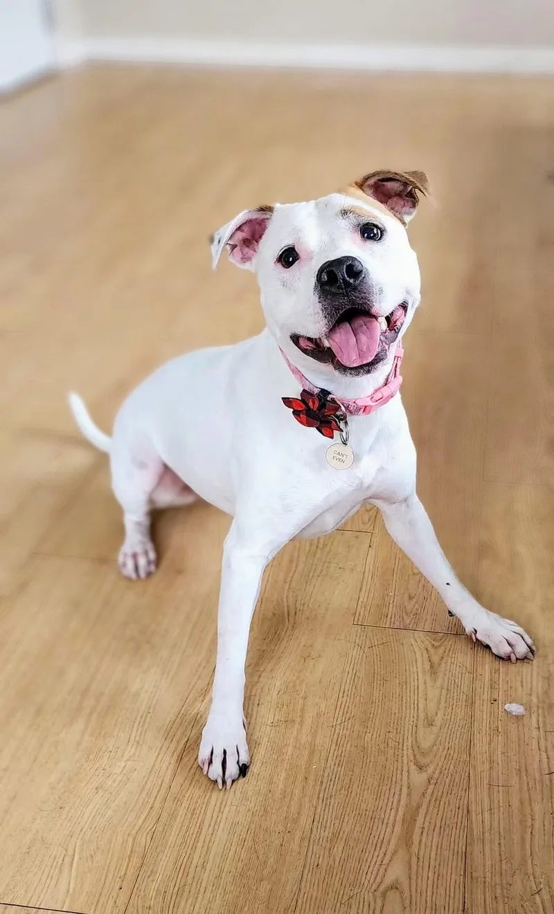 Olive Mini Pittie thumbnail 3