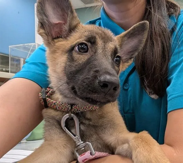 A baby large-sized female German Shepherd Dog dog named Aleesia A for adoption in Plano, TX