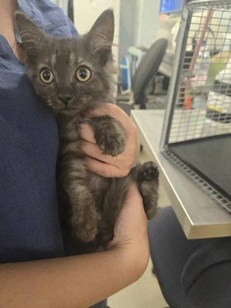 A baby small-sized male Domestic Medium Hair cat named Periwinkle for adoption in Millersville, MD