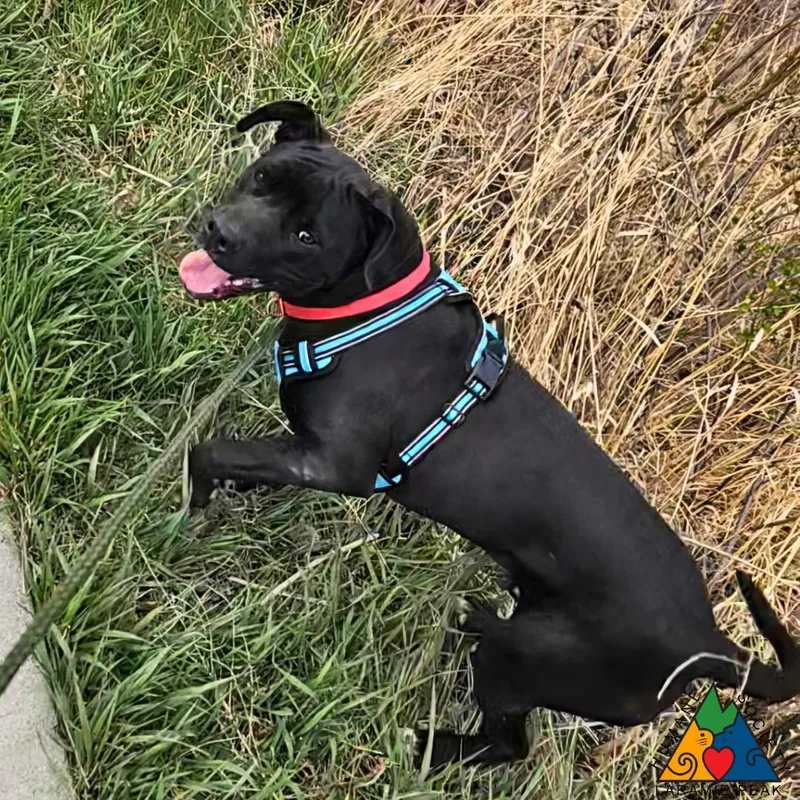 Fox Mulder thumbnail 2