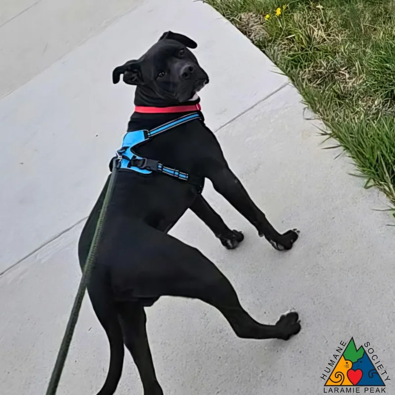 Fox Mulder thumbnail 3