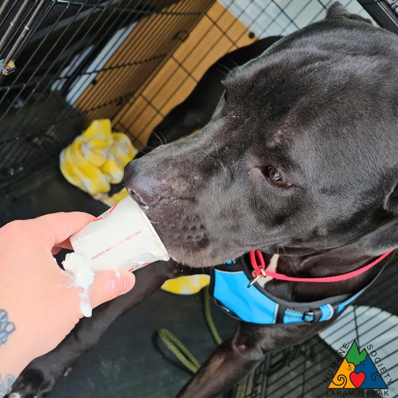 Fox Mulder thumbnail 4