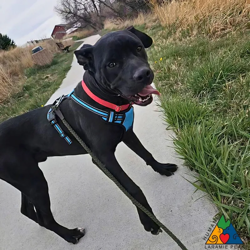 Fox Mulder thumbnail 5