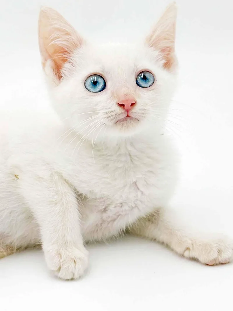 A baby small-sized male Flame Point Siamese cat named Enzo is extra EXTRA for adoption in Bedford Hills, NY