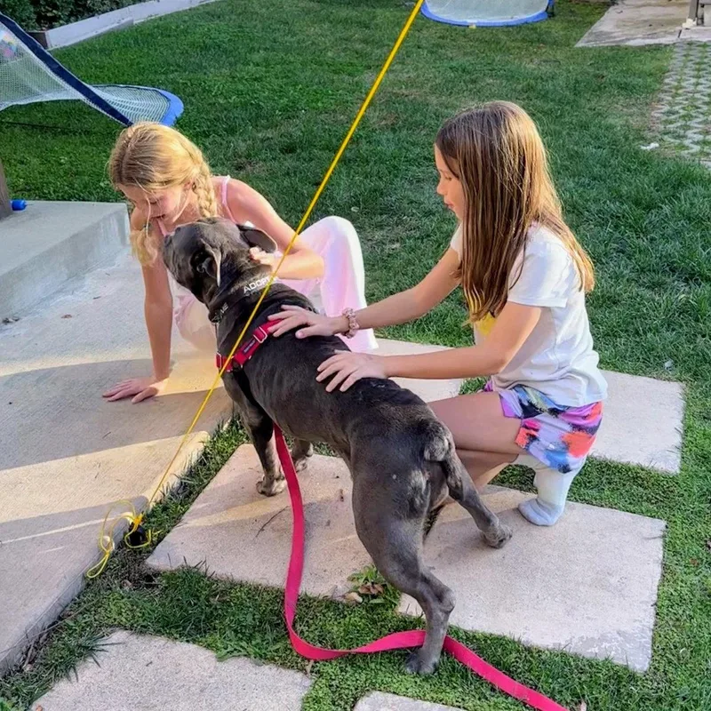 A senior large-sized female Pit Bull Terrier dog named Almondie for adoption in Oakland, CA