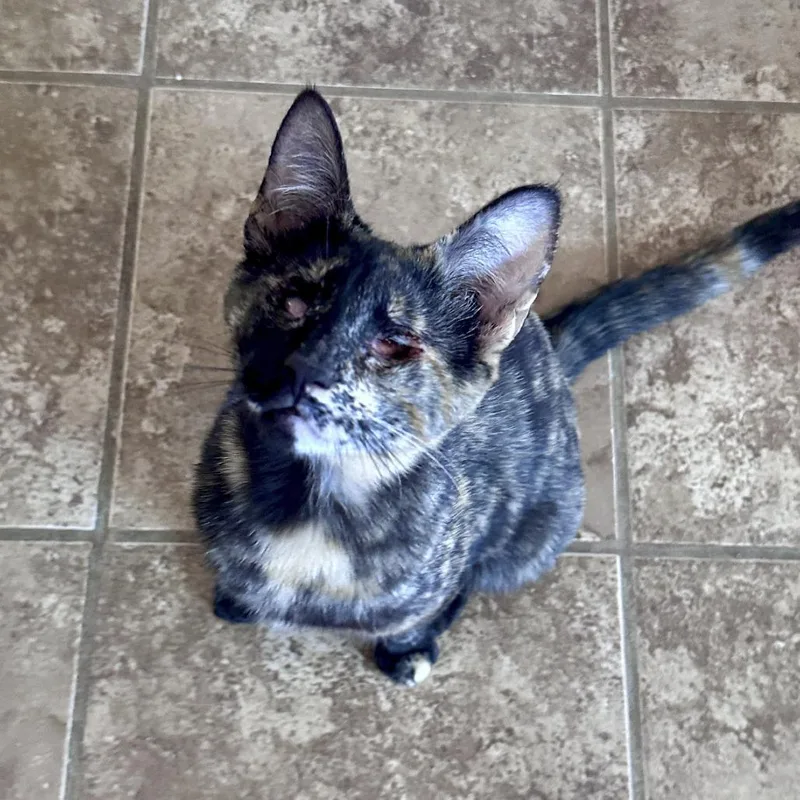 A young medium-sized female Tortoiseshell Domestic Short Hair cat named Nyra Moonwhisper for adoption in Palmdale, CA