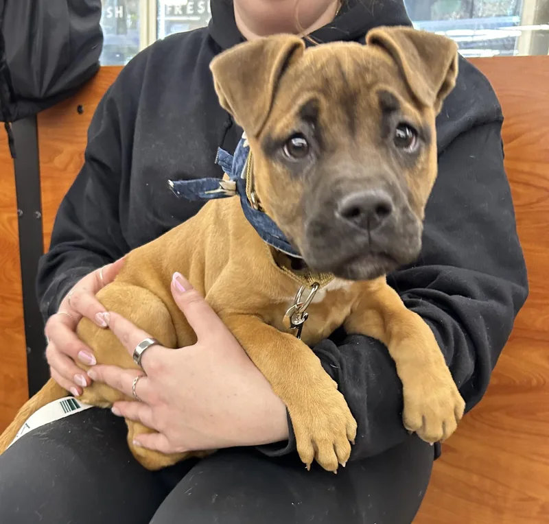 Charlotte Cutiepie  Local thumbnail 2