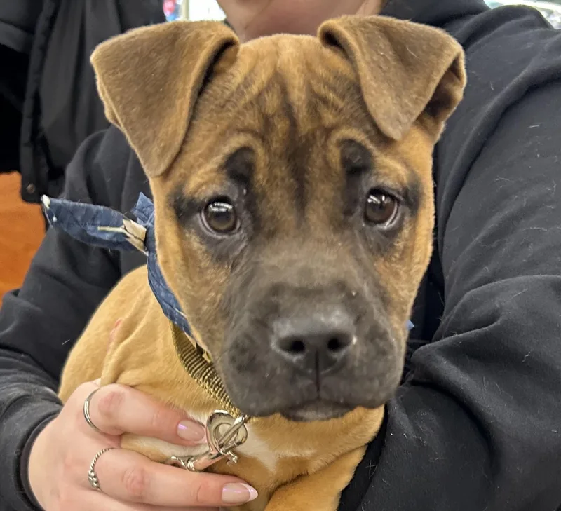 Charlotte Cutiepie  Local