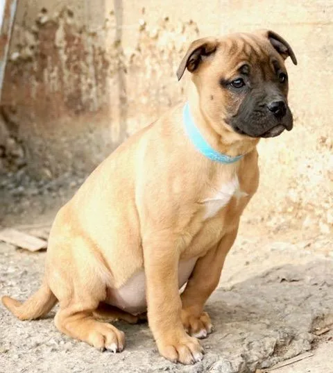 Charlotte Cutiepie  Local thumbnail 3